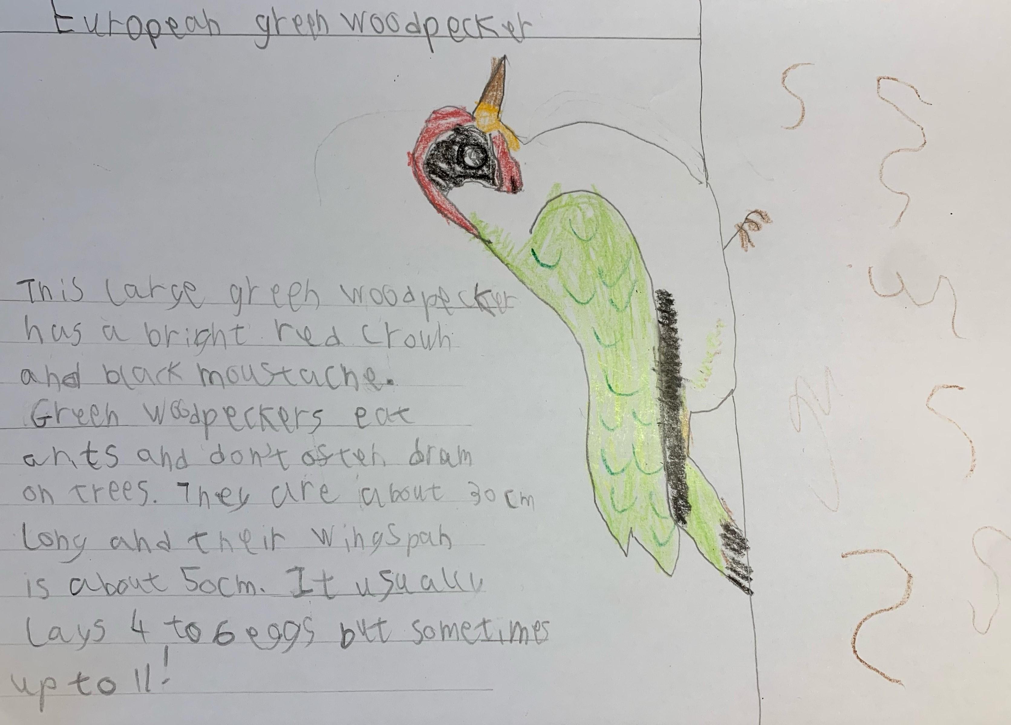 Green Woodpecker - Toby Y2